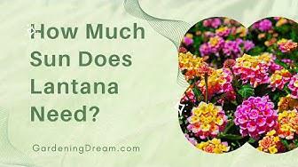 'Video thumbnail for How Much Sun Does Lantana Need'