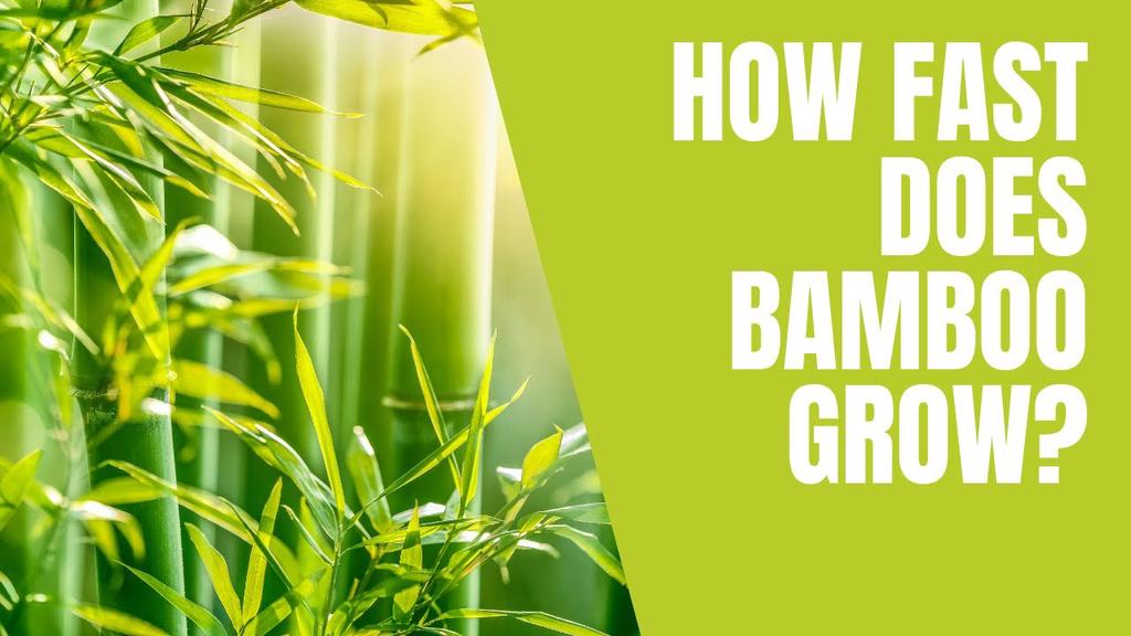 'Video thumbnail for How fast does bamboo grow? Bamboo facts and information.'