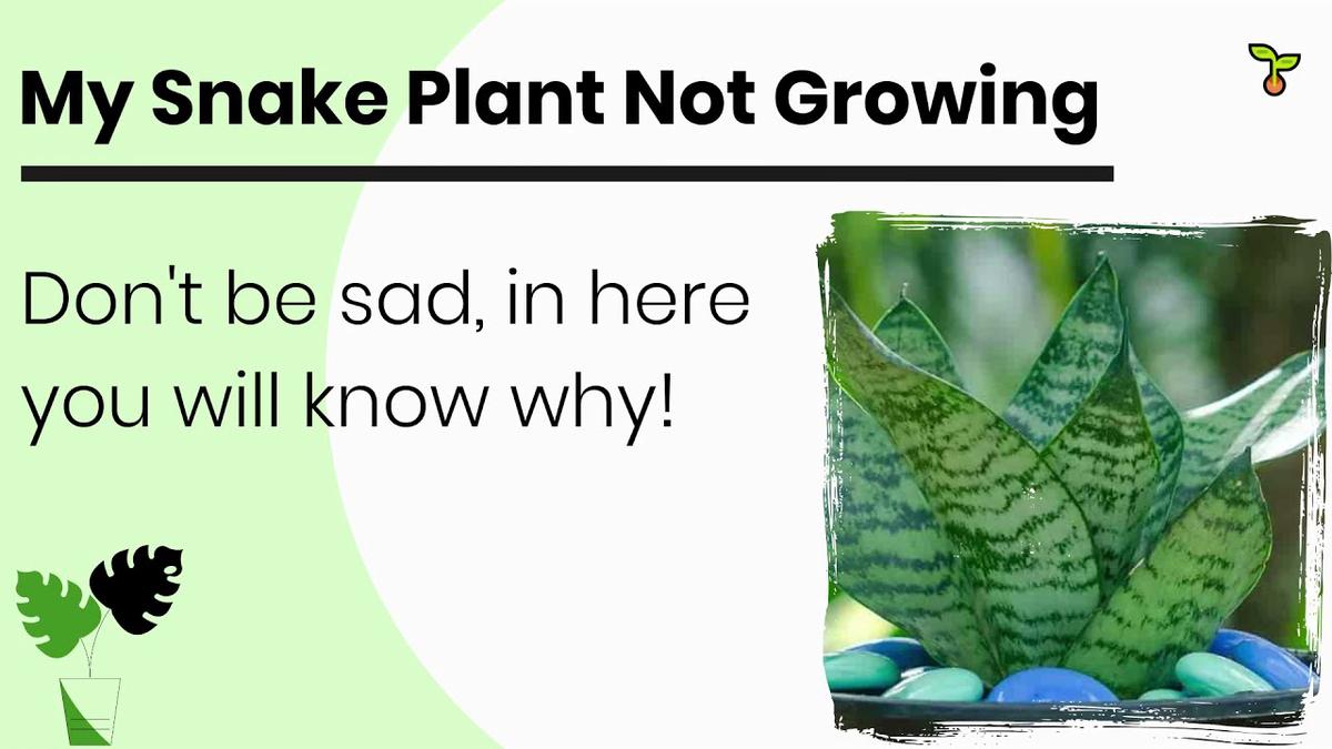 'Video thumbnail for Why Is My Snake Plant Not Growing?'