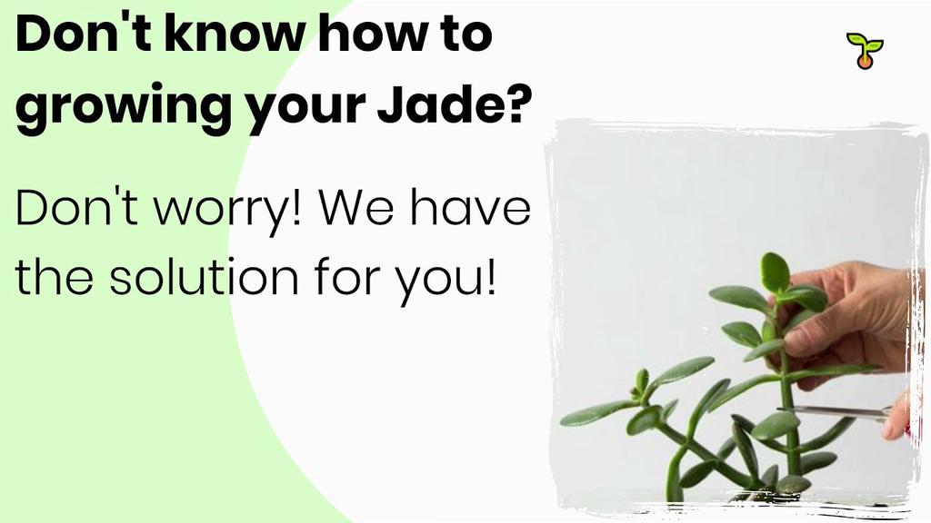 'Video thumbnail for Tips For Growing Jade Plant (2021)'