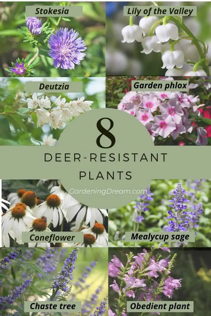 How to Keep Deer Out of Your Garden Best Natural Deer Repellents