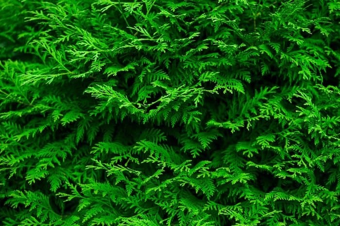 The Best Evergreen Trees for Privacy