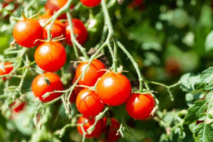 How to Use Tomato fertilizers