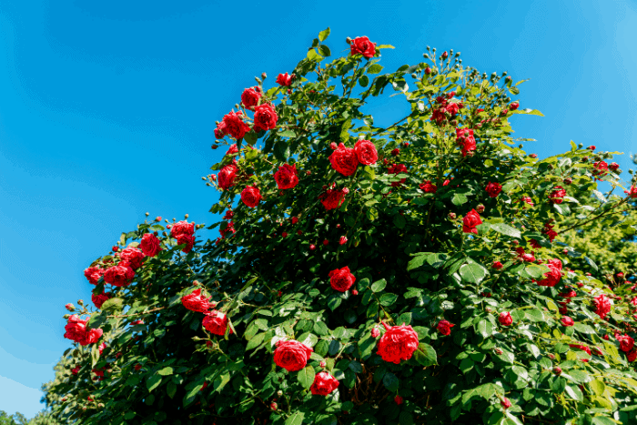 When is the Best Time to Plant Roses