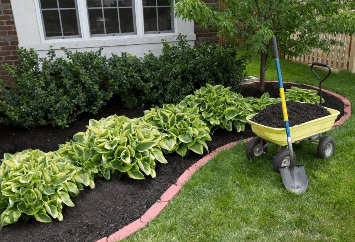 The Best Time to Transplant Hostas