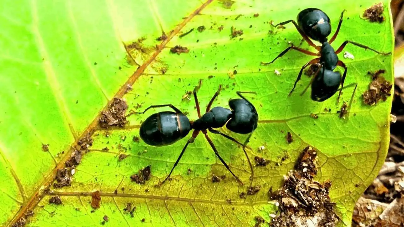 Best outdoor ant killer