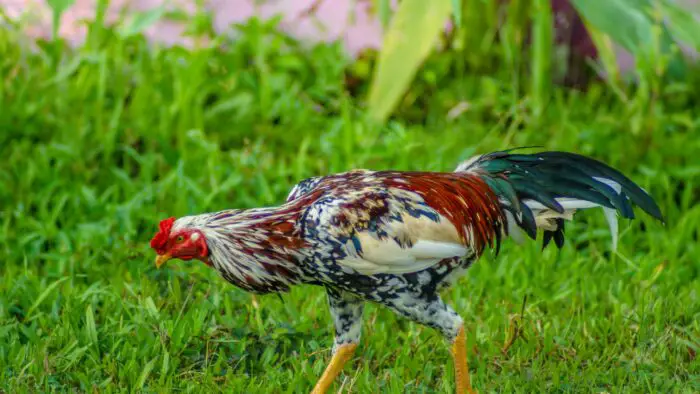 Chickens as an ant lawn killer