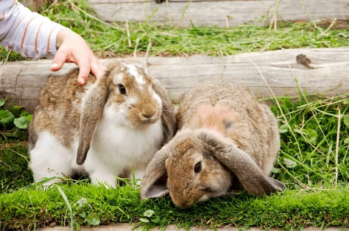 Best Rabbit Repellant Best Way to Repel Rabbits