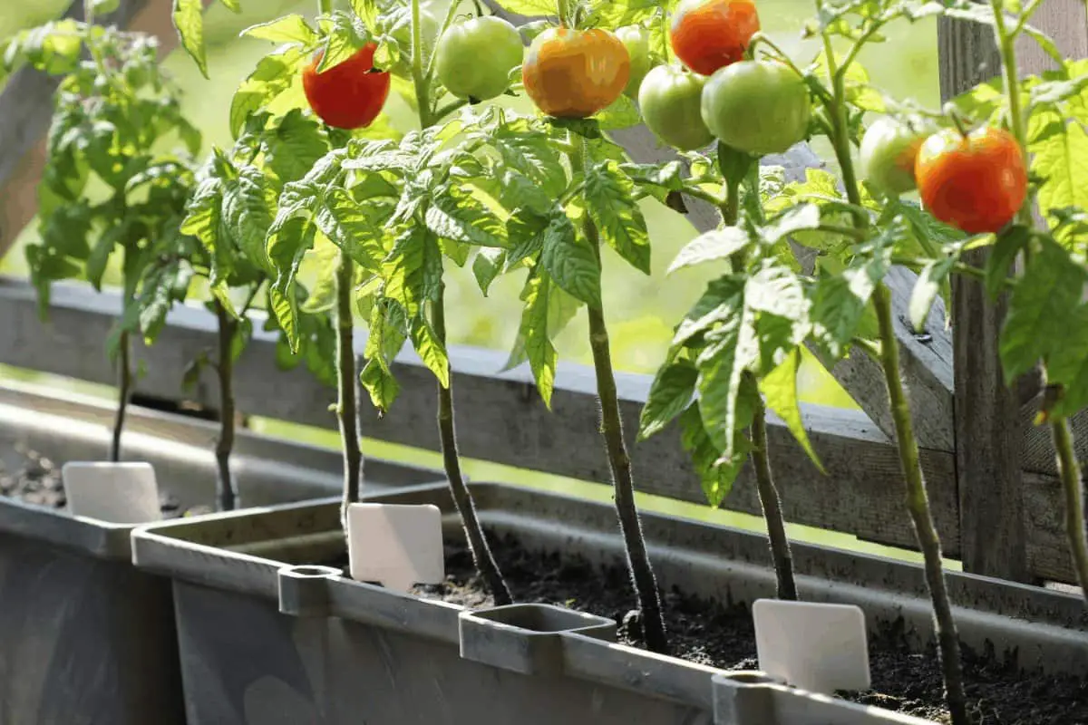 Catch-Up on the Best Soil for Tomatoes