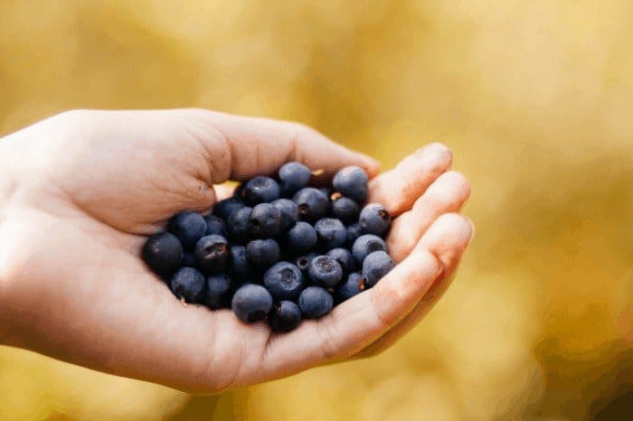 Blueberry Fertilizer: Growing Blueberries 