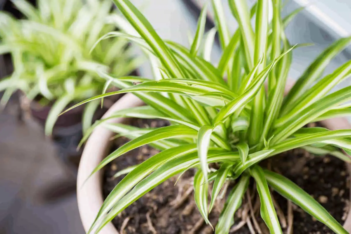 Clear Out the Cobwebs of Spider Plant Care