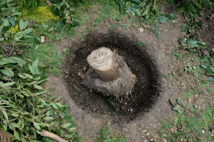How to Stop Tree Stump From Sprouting: Using Epsom Salt