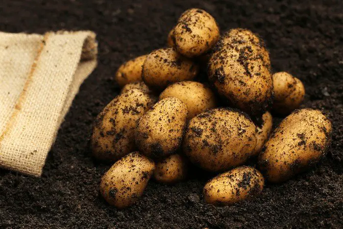 List of Determinate Potatoes Varieties