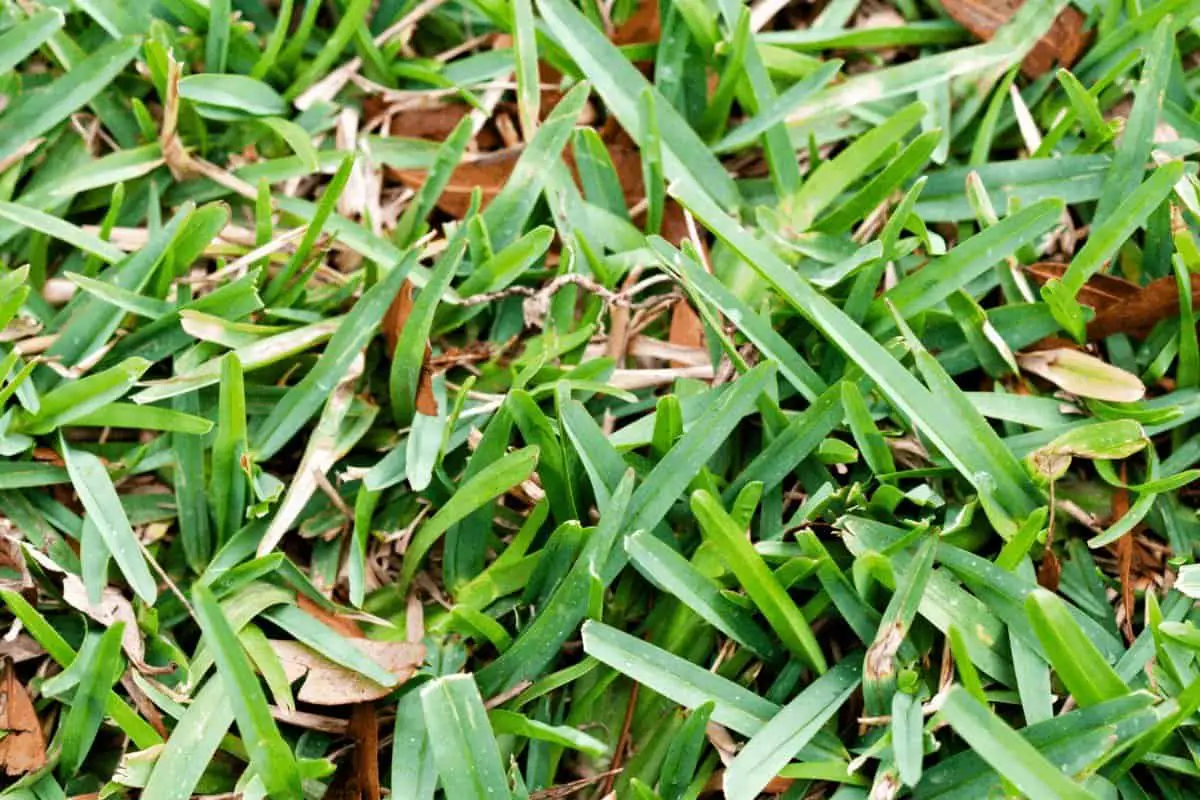 What is the Best Fertilizer for St. Augustine Grass