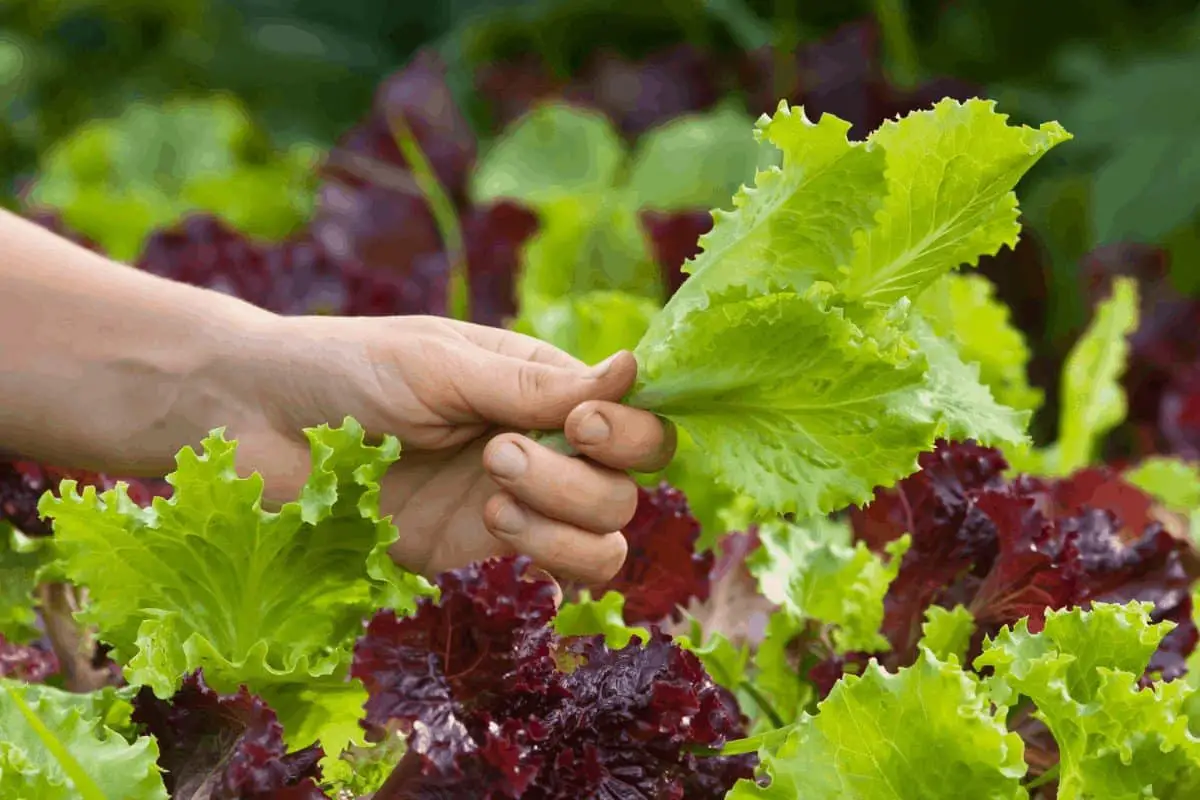 What is the Right Way to Cut Lettuce from the Garden?