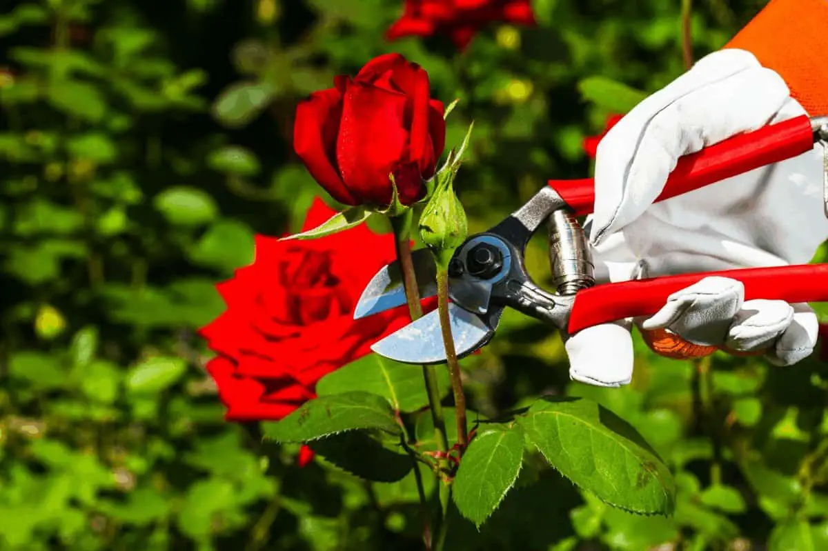 best time to prune roses