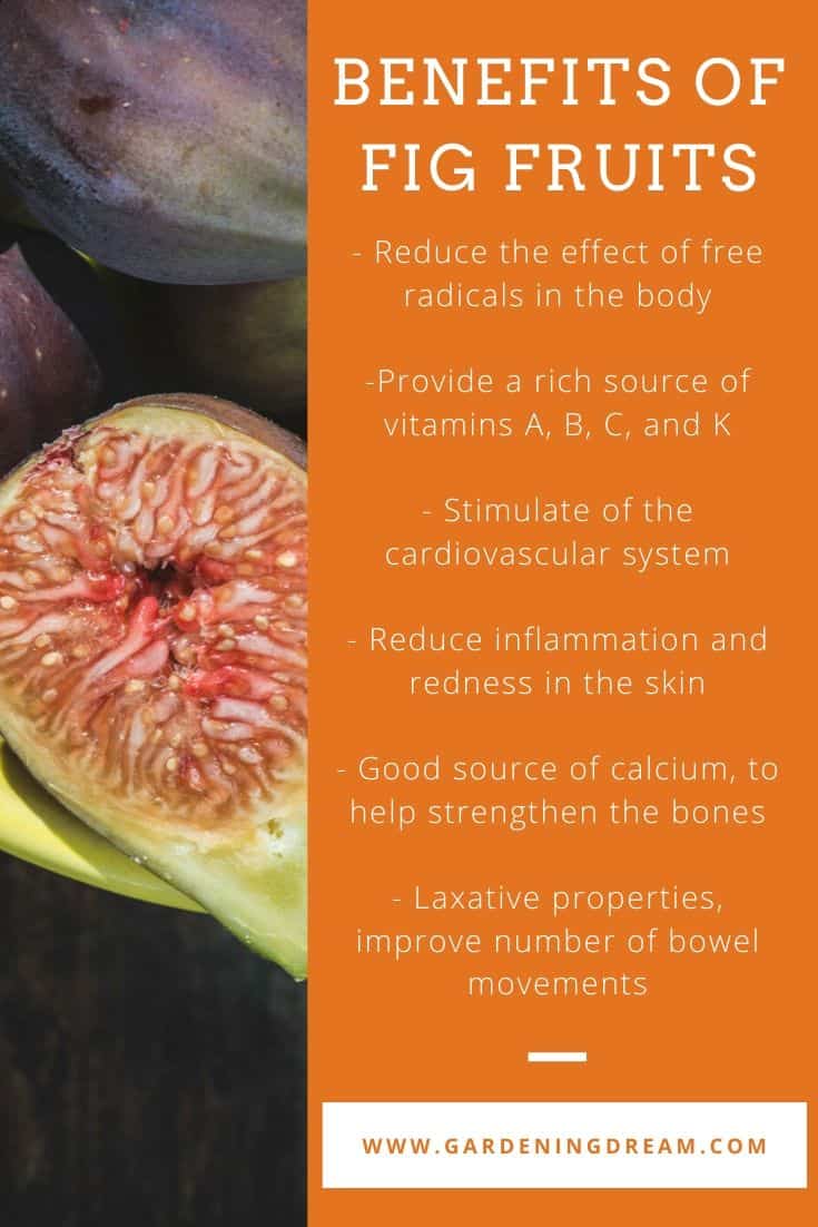 Benefits of Fig Fruits