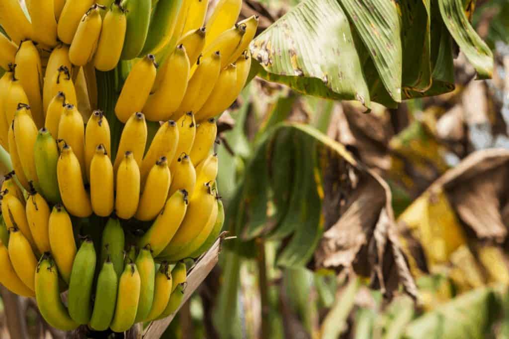 banana tree grow bought store bananas energy boost natural ways rice brown