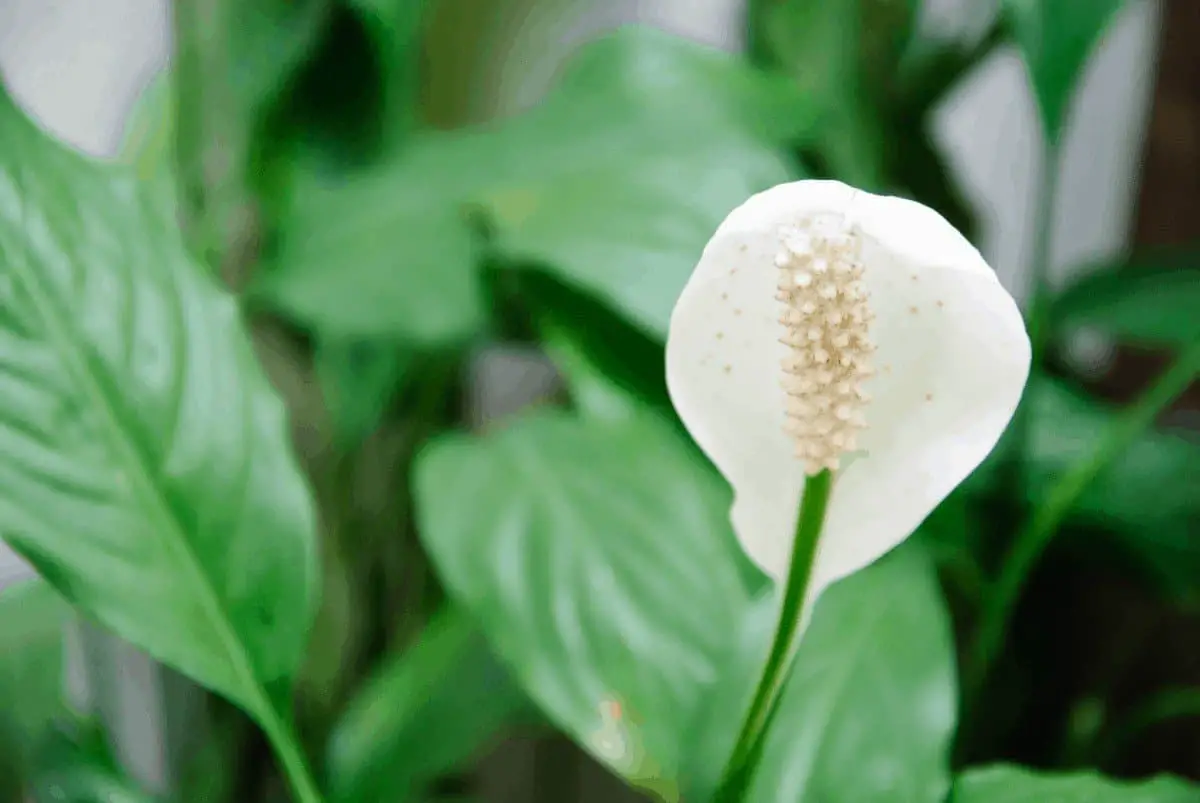 How to Prune a Peace Lily