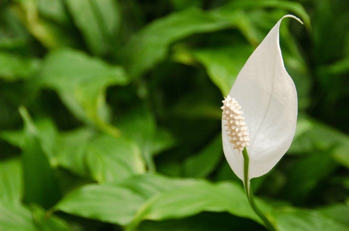 How To Prune A Peace Lily: The Proper Way to Prune A Peace Lily