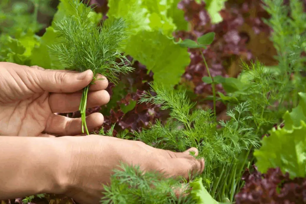 how to pick dill so it keeps growing