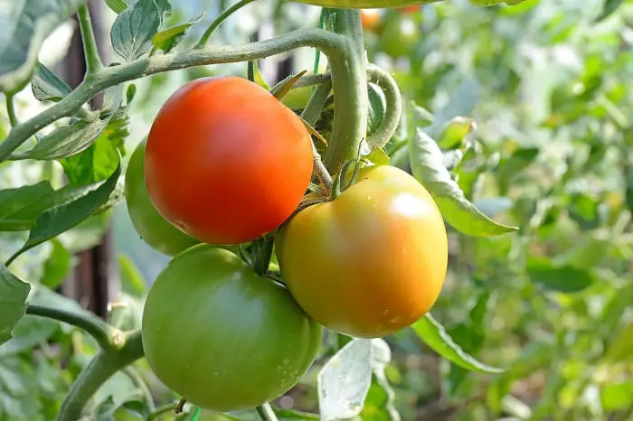Why Aren't my Tomatoes Turning Red: Can You Encourage Ripening?