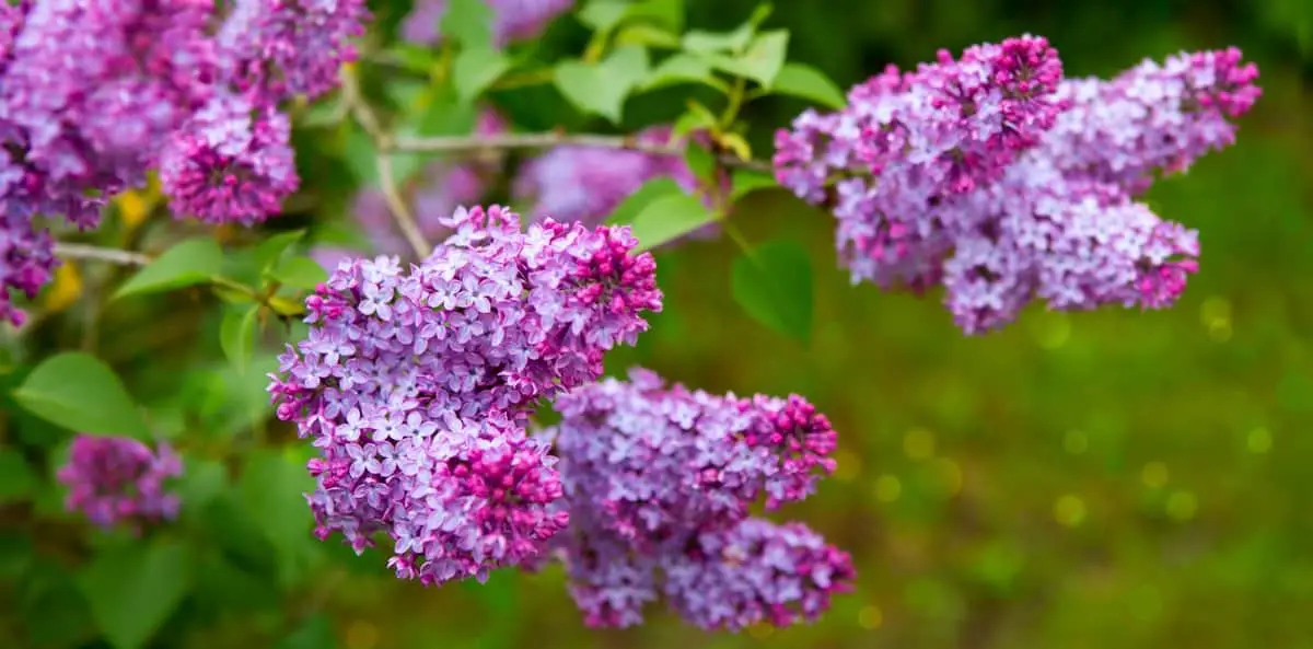 How to Grow Lilac from Cuttings