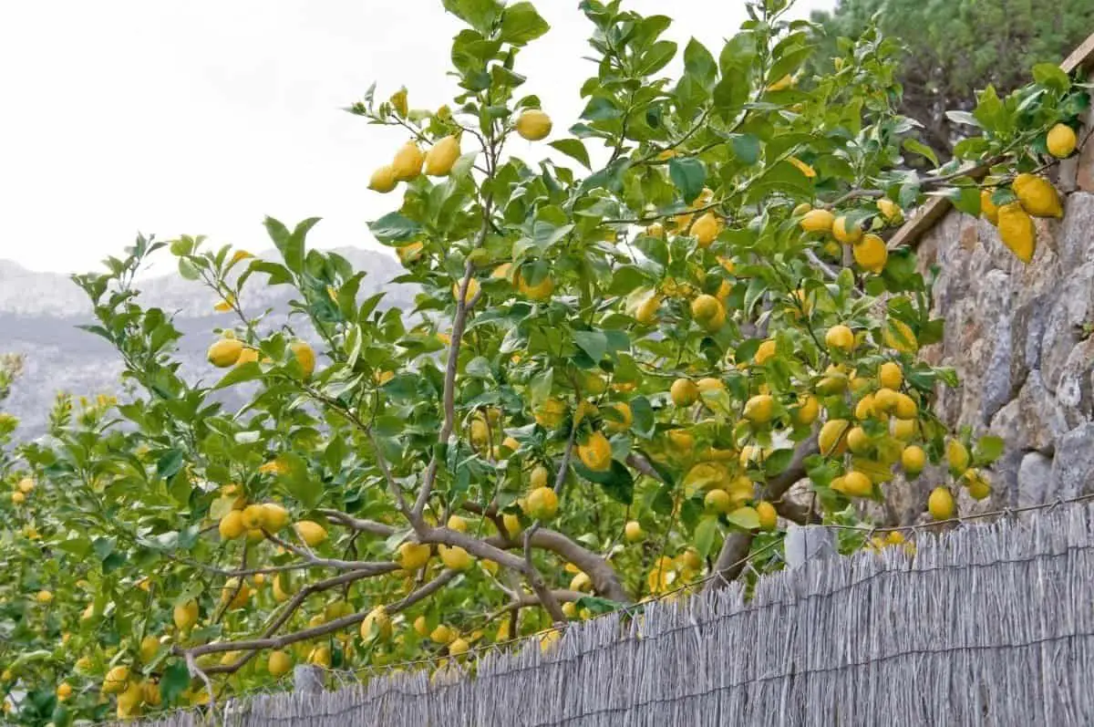 how to prune a lemon tree