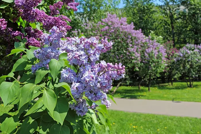 Pruning Lilacs: How to do it?