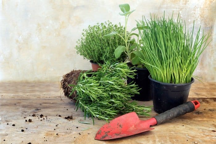 What Herbs Can Be Planted Together