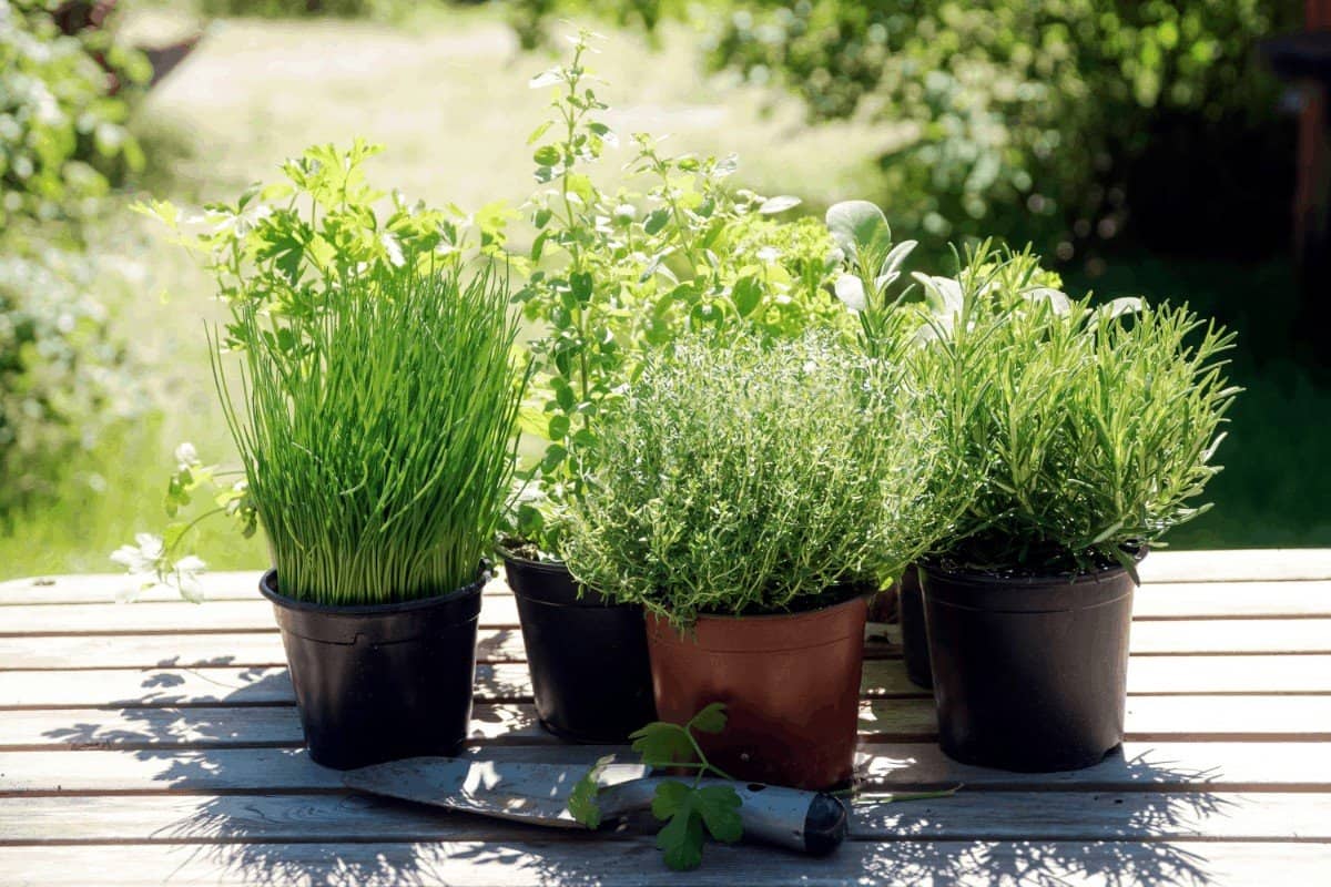 What Herbs Grow Well With Other Plants