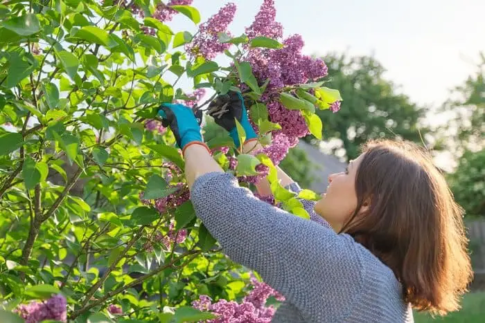 take care of lilac cutting