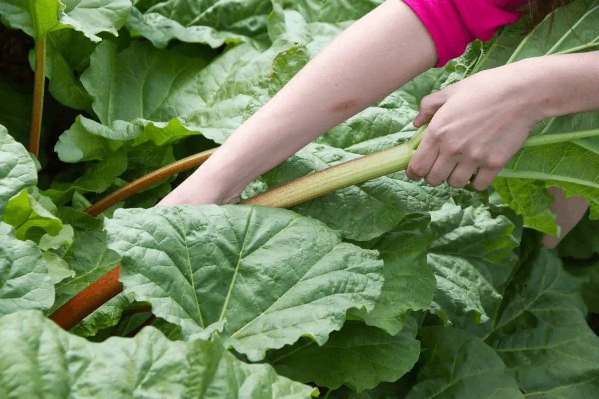 When Is Rhubarb Ready to Pick