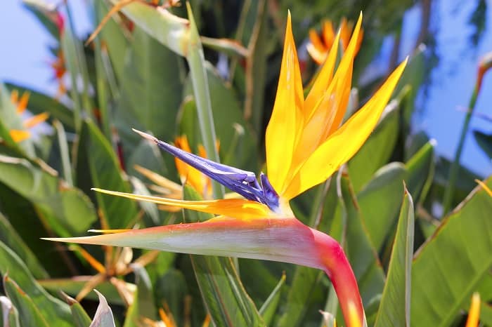 Why Are Your Bird Of Paradise Plant Leaves Curling?