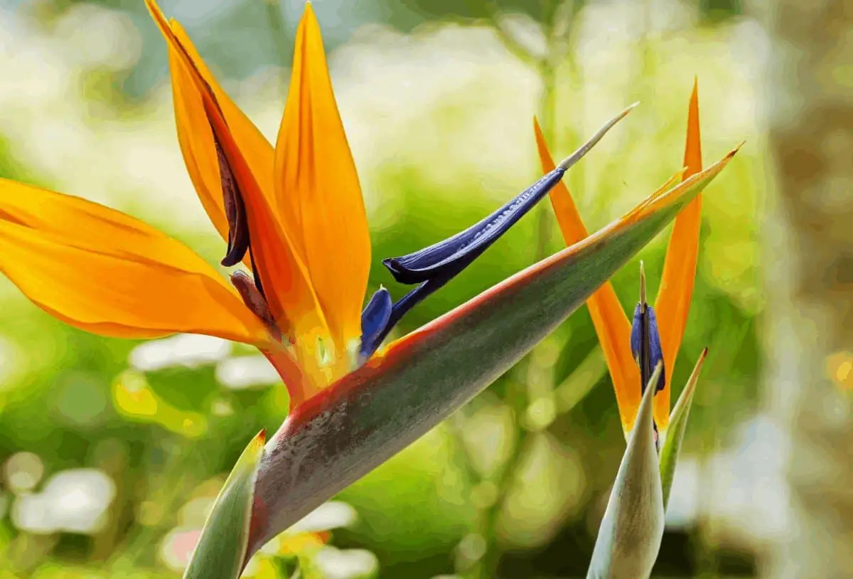 Why Are Your Bird of Paradise Plant Leaves Curling