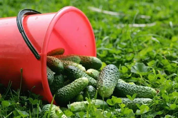 Fresh Crop of Cucumbers