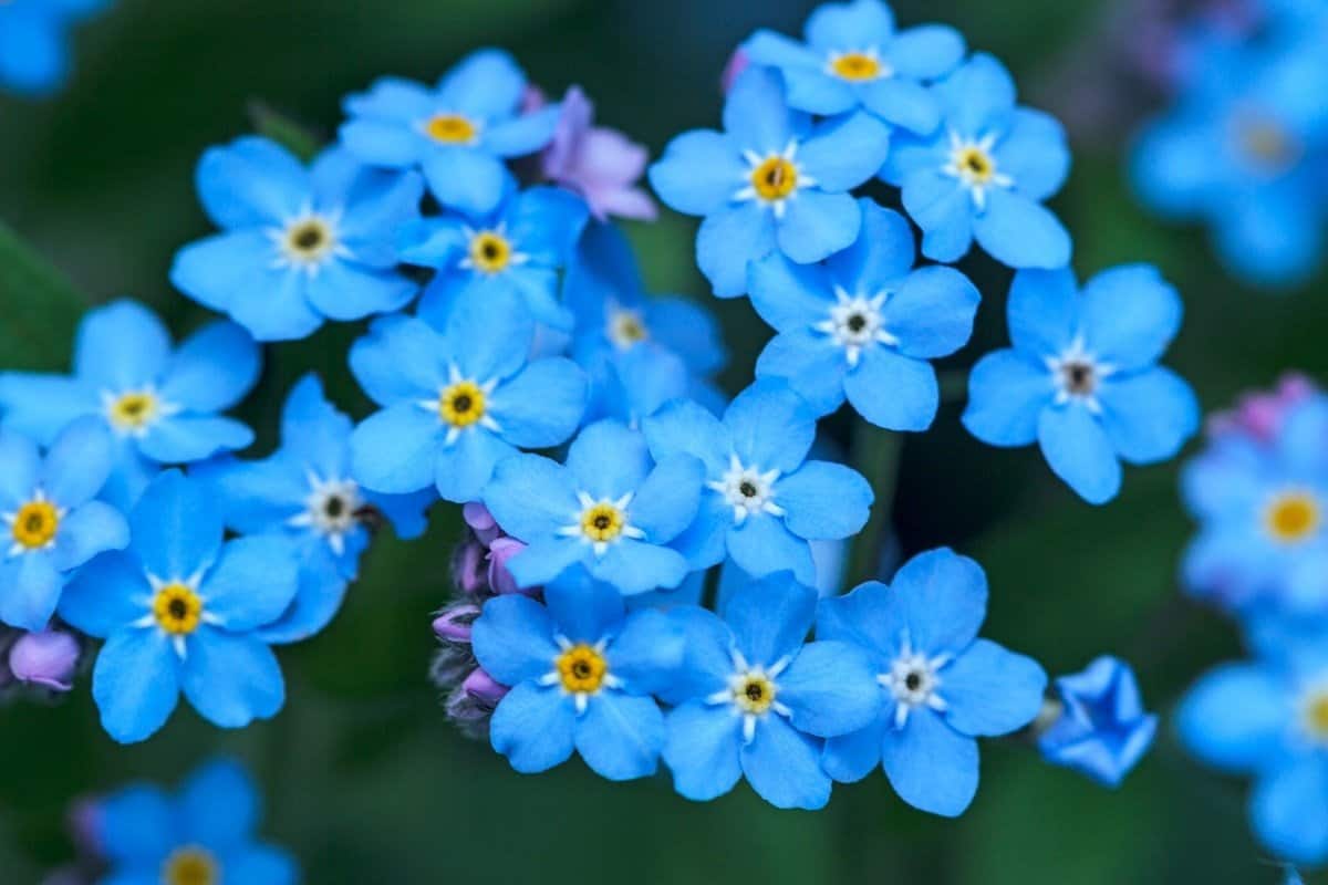Quick Guide on How to Plant Forget-Me-Not Seeds