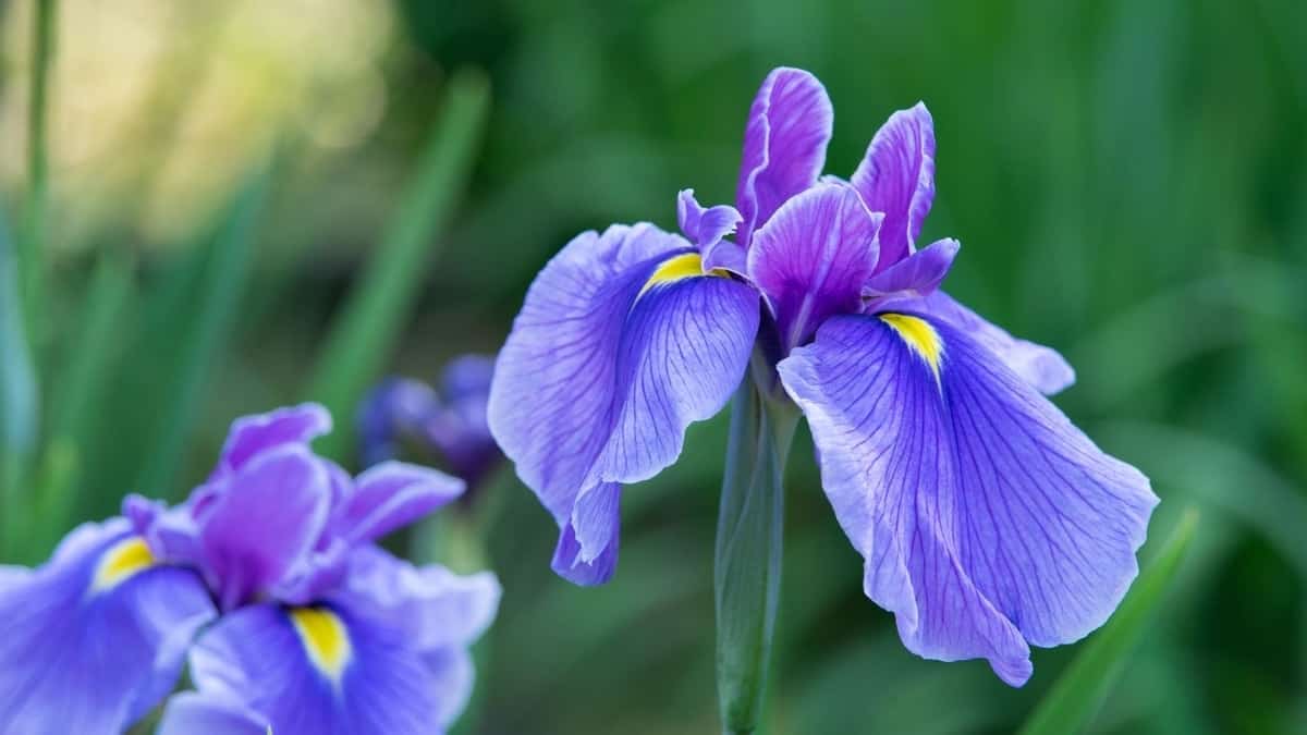 When Is The Best Time To Transplant Irises? - Gardening Dream