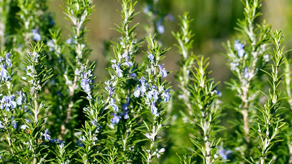 How To Grow Rosemary From A Cutting