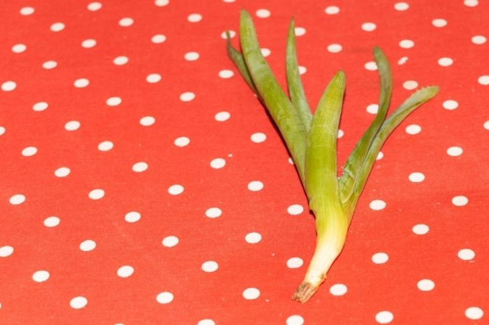 How to Propagate an Aloe Plant by Pup Method