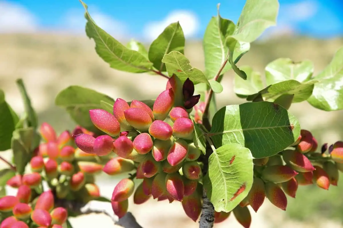 What Does a Pistachio Tree Look Like