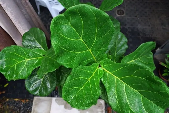 Best Fiddle Leaf Fig Fertilizer