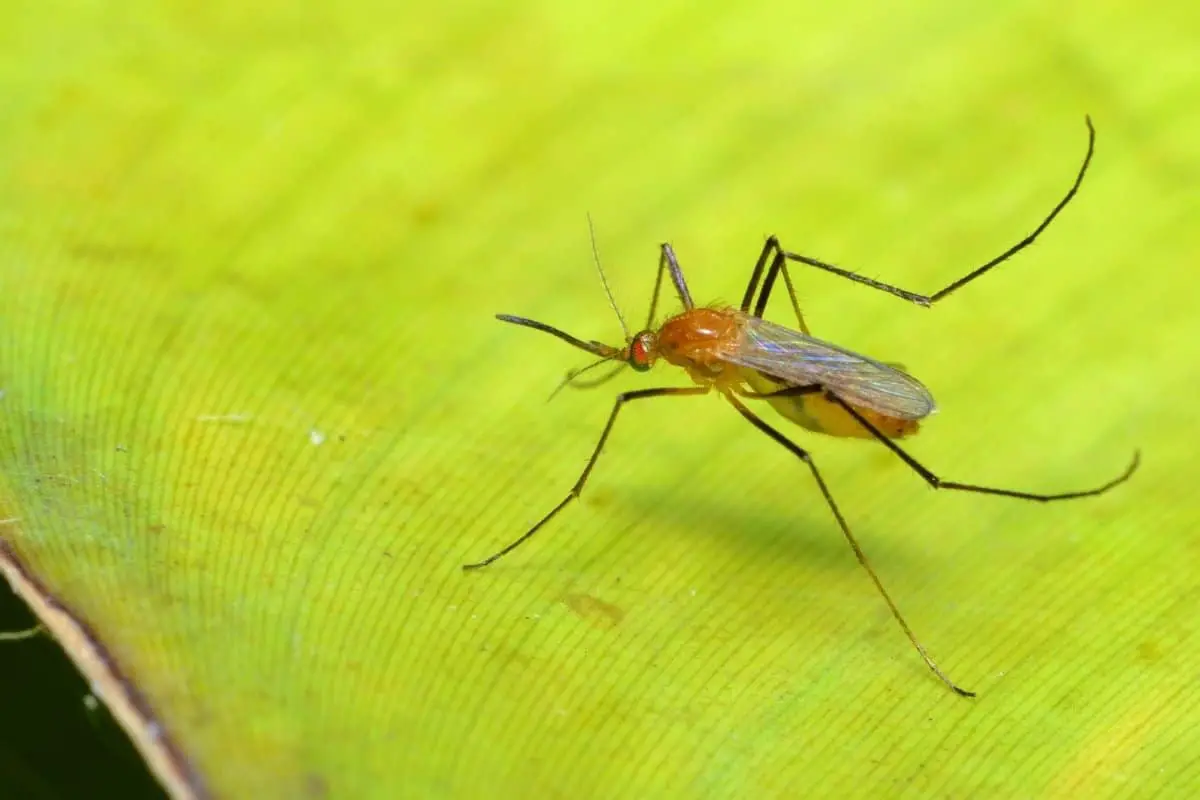 How To Get Rid Of Crane Flies An Easy Way