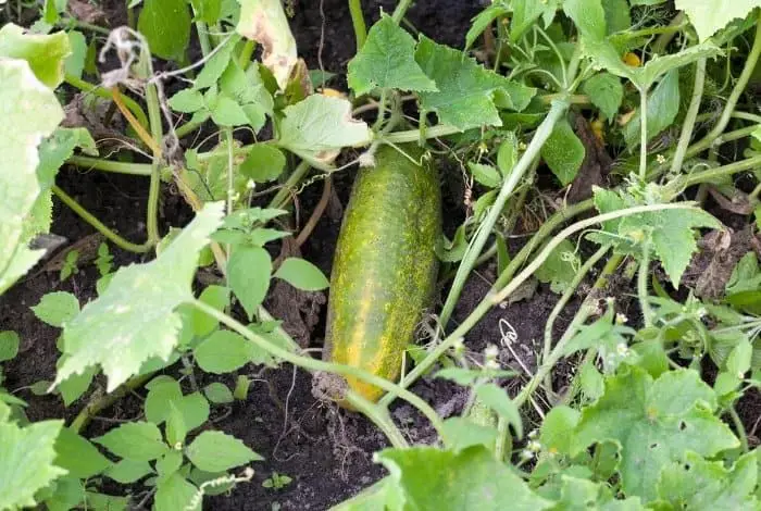 Solutions to Growing a Healthy Cucumbers
