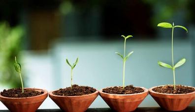 Growing Plants: What Does a Plant Need to Survive and Grow? - Gardening  Dream