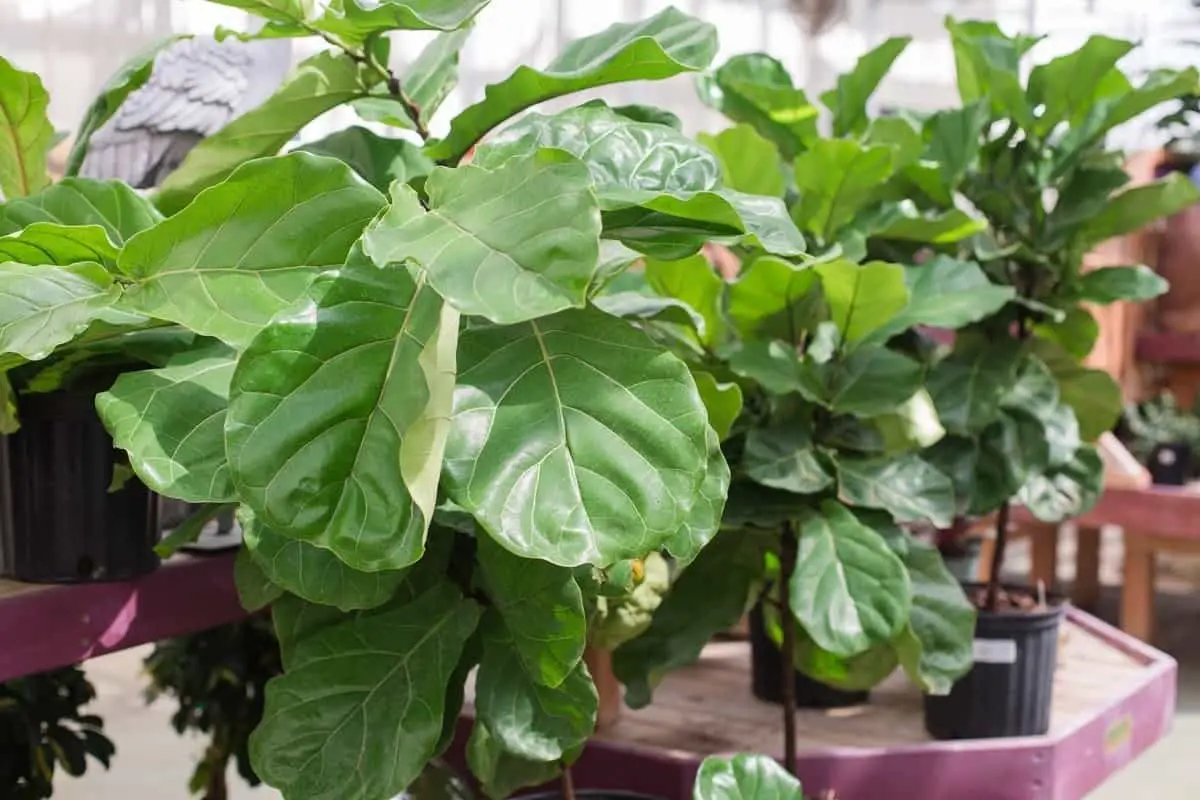 What Is The Best Fertilizer For A Fiddle Leaf Fig Plant