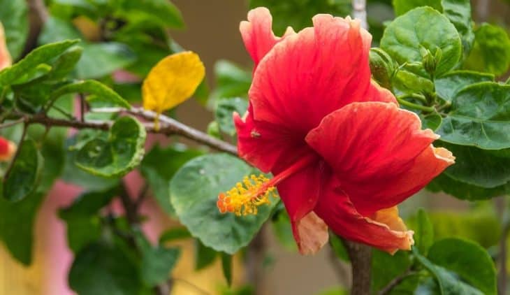 Why Do Hibiscus Leaves Turn Yellow