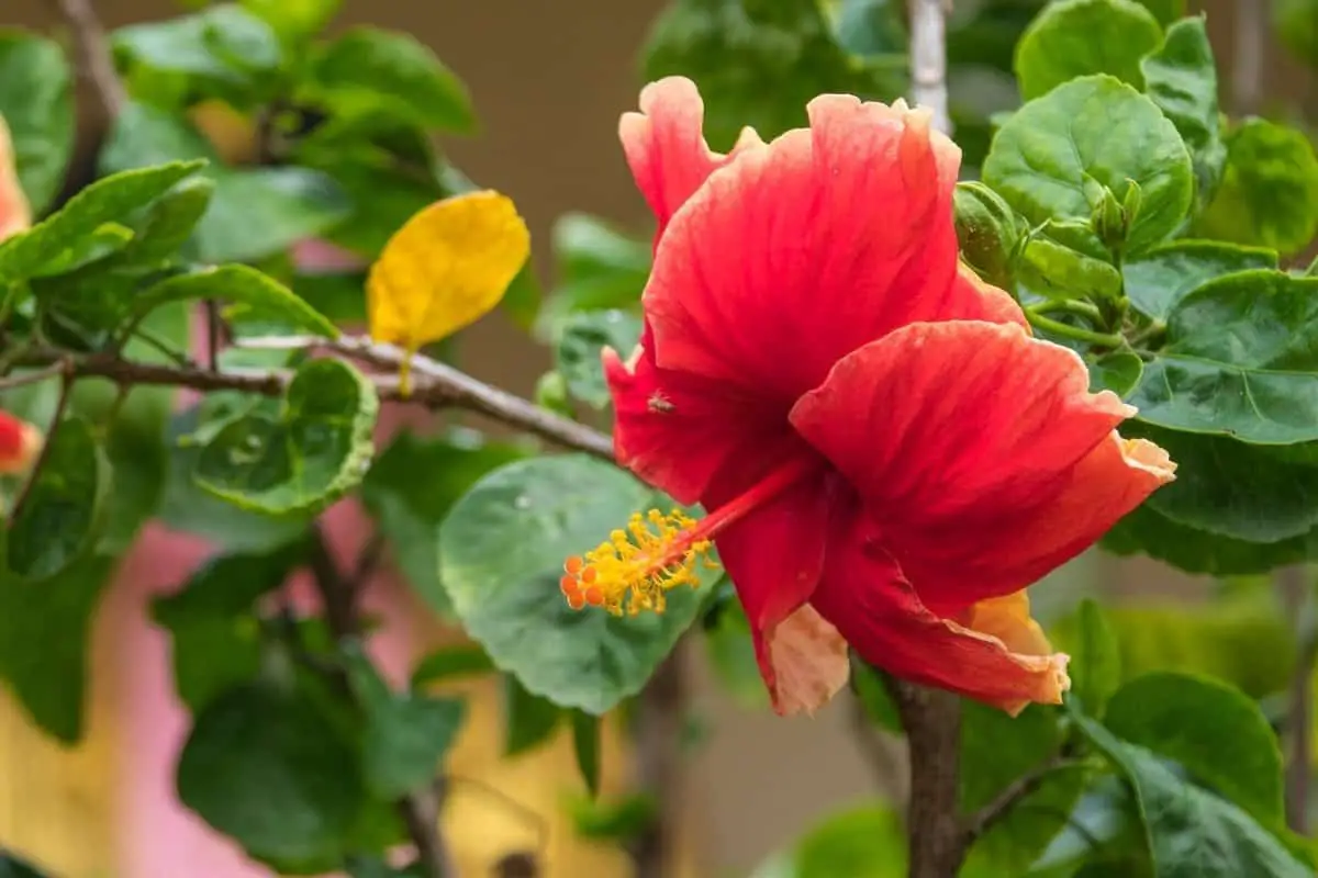 Why Do Hibiscus Leaves Turn Yellow