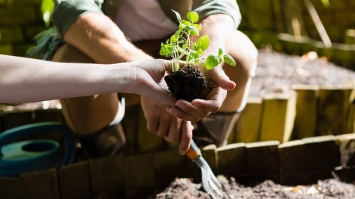 how to plants survive-Soil