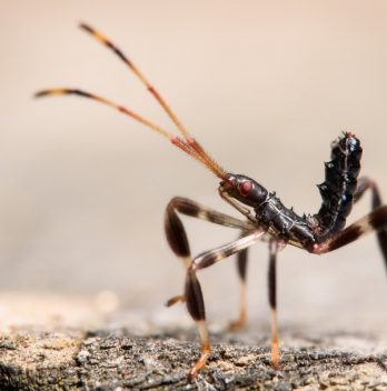 Are Leaf-Footed Bugs Harmful to Humans